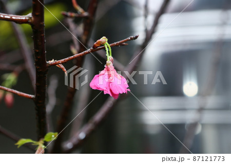 桜 さくら サクラ 87121773