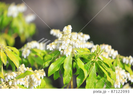 白い馬酔木(あせび) 春の花 白い馬酔木(あせび) 春の花 87122093