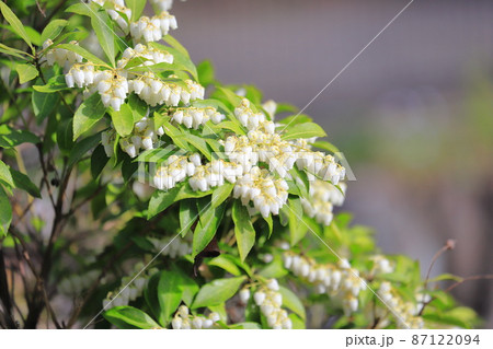 白い馬酔木(あせび) 春の花 白い馬酔木(あせび) 春の花 87122094