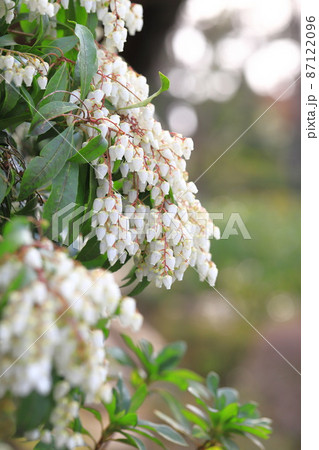 白い馬酔木(あせび) 春の花 白い馬酔木(あせび) 春の花 87122096