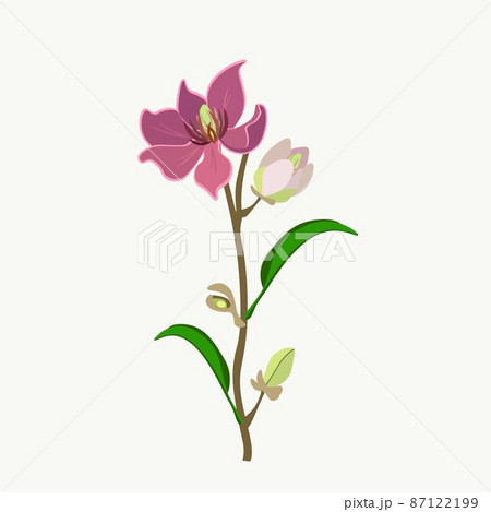 Wine Magnolia Flower or Magnolia Figo Flowers Wine Magnolia Flower or Magnolia Figo Flowers 87122199