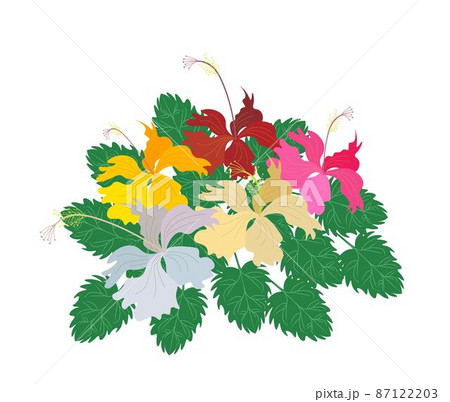Fresh Colorful Hibiscus Flower on White Background Fresh Colorful Hibiscus Flower on White Background 87122203