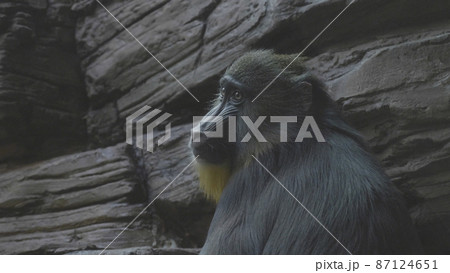 Colorful mandrill Mandrillus sphinx, sitting on a tree and scratching his leg 87124651
