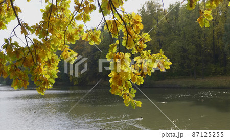 Autumn leaves fall in the forest, natural landscape Autumn leaves fall in the forest, natural landscape 87125255
