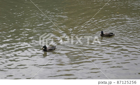 Goose on walk floating in the pond water. 87125256
