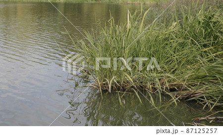 Wetlands with bulrush on the lake. 87125257