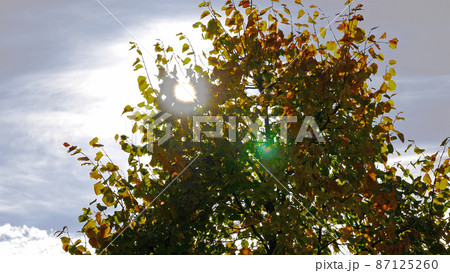 Autumn leaves fall in the forest, natural landscape 87125260