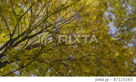 Autumn leaves fall in the forest, natural landscape Autumn leaves fall in the forest, natural landscape 87125263