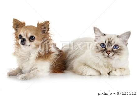 birman cat and chihuahua 87125512