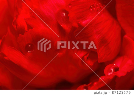 カーネーションのクローズアップ 87125579