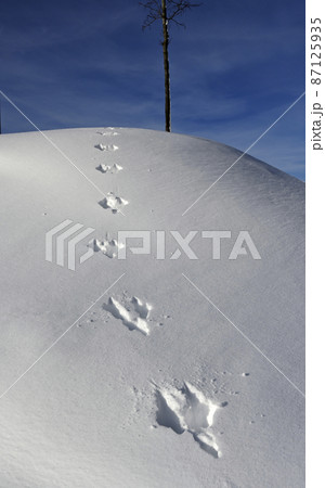 footprints of a hare on a snowy hill 87125935