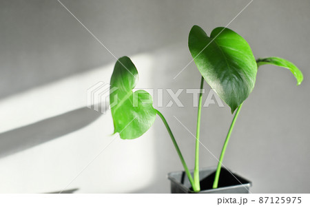young monstera deliciosa or swiss cheese plant in a black flower pot on a gray background. home gardening and air purifier plant , home jungle. selective focus young monstera deliciosa or swiss cheese plant in a black flower pot on a gray background. home gardening and air purifier plant , home jungle. selective focus 87125975