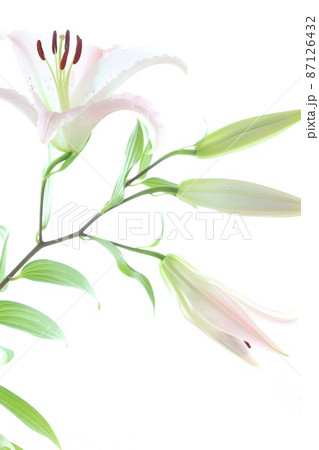 淡いピンク色のユリ 大輪 オリエンタルハイブリッド系 明るい背景 淡いピンク色のユリ 大輪 オリエンタルハイブリッド系 明るい背景 87126432