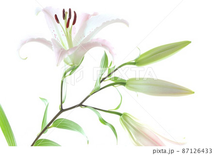 淡いピンク色のユリ　大輪　オリエンタルハイブリッド系　明るい背景 87126433