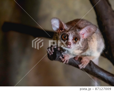 Senegal bushbaby or Galago senegalensis. Small primate also known as Senegal galago, lesser galago or lesser bush baby. 87127009