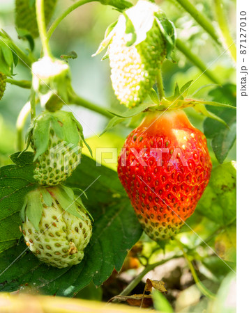 Red and green strawberries under leaves. Sunny day in garden with growing berries. Agriculture. 87127010