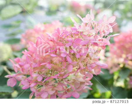 Natural background with pink hydrangea. Bush with flowers in bloom. Summer sunlight. Natural background with pink hydrangea. Bush with flowers in bloom. Summer sunlight. 87127015