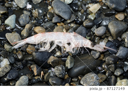 漂着　アミ類 87127149