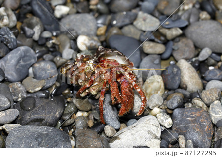 打ち上げられたイシダタミヤドカリ 打ち上げられたイシダタミヤドカリ 87127295