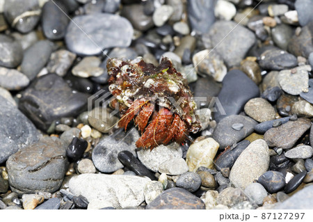 打ち上げられたイシダタミヤドカリ 打ち上げられたイシダタミヤドカリ 87127297