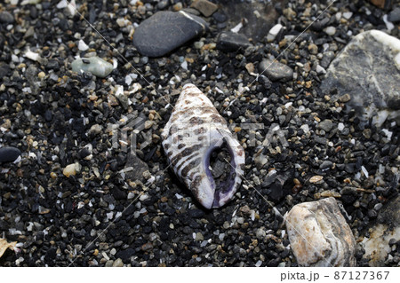 漂着物 イトマキレイシダマシ 漂着物 イトマキレイシダマシ 87127367