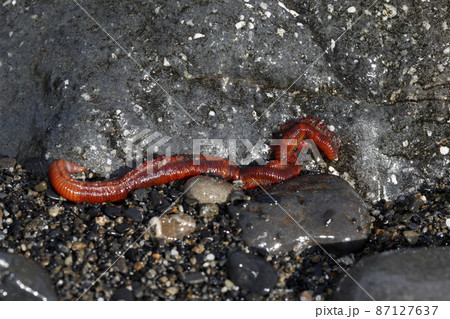 イワムシ イワムシ 87127637