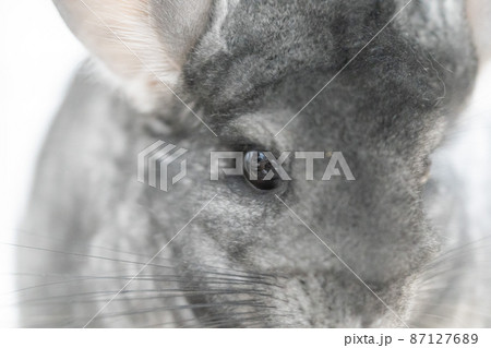 スタンダードグレーのチンチラ 87127689