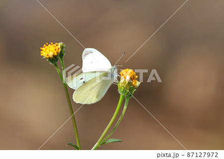 黄色い花の蜜を吸うモンシロチョウ 87127972