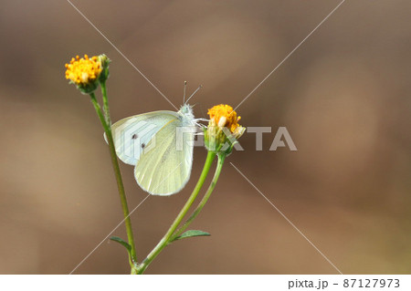 黄色い花の蜜を吸うモンシロチョウ 87127973