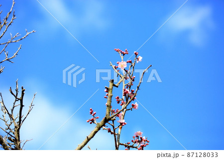 梅の花　紅冬至 87128033
