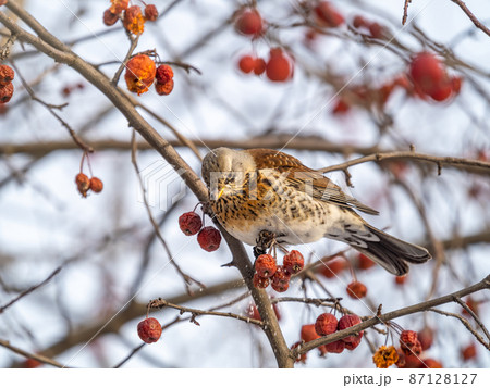 Fieldfare sitting on the bush and feeding on wild red apples in winter or early spring time. Fieldfare sitting on the bush and feeding on wild red apples in winter or early spring time. 87128127