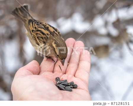 Sparrow eats seeds from a man's hand 87128151