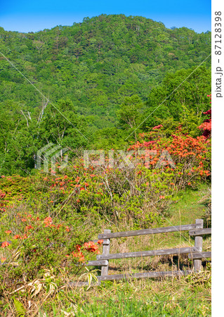 赤城山　白樺牧場　レンゲツツジ　初夏の早朝風景　　　 87128398