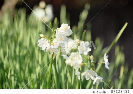 スイセンの花　ガリル 87128451