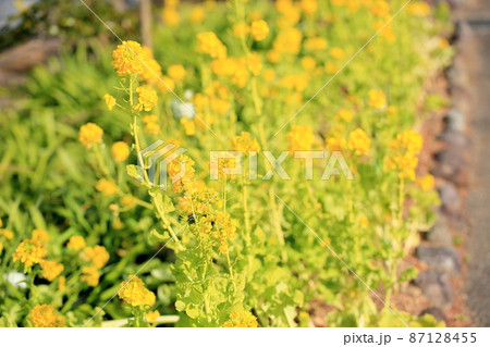 菜の花　カンザキハナナ 87128455