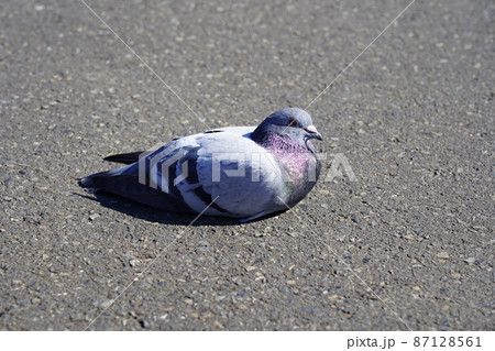 カワラバト 87128561