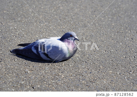 カワラバト 87128562