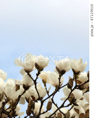 空と白木蓮（ハクモクレン）が上下半分ずつ 87129010