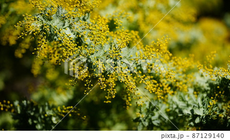 ミモザ2022咲き始め 87129140