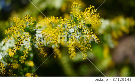 ミモザの香り2022 87129142