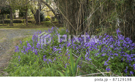 笹藪の縁に群生するムラサキハナナ／／アブラナ科オオアラセイトウ属 87129198