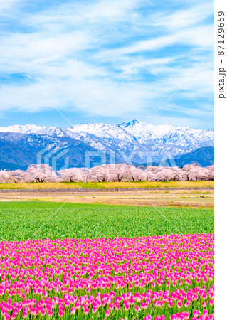 あさひ舟川(春) あさひ舟川(春) 87129659