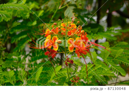 Barbados Caesalpinia pulcherrima Barbados Caesalpinia pulcherrima 87130048