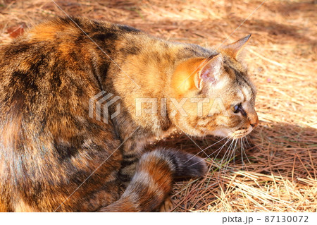 旅先で見かけたかわいいノラ良猫 87130072