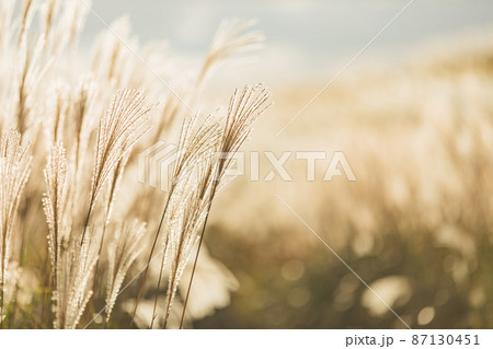 夕日に輝く曽爾高原のススキ 夕日に輝く曽爾高原のススキ 87130451