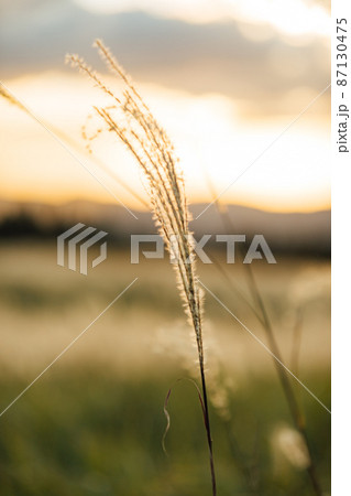 夕日に輝く曽爾高原のススキ 87130475