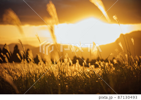 夕日に輝く曽爾高原のススキ 87130493