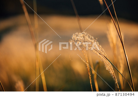 夕日に輝く曽爾高原のススキ 87130494