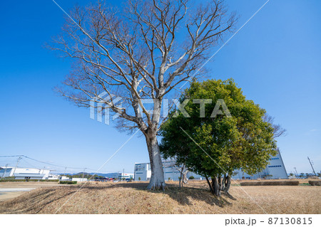 《福岡県》小郡官衙遺跡群 上岩田遺跡(国指定史跡) 《福岡県》小郡官衙遺跡群 上岩田遺跡(国指定史跡) 87130815