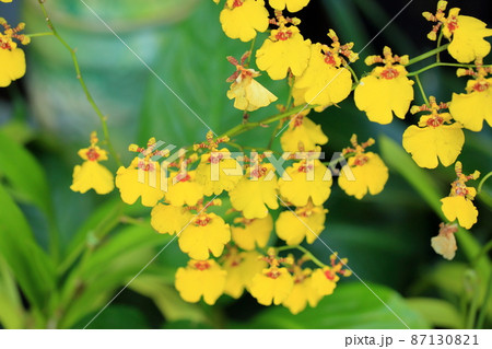 ランの花　オンシジュウム 87130821